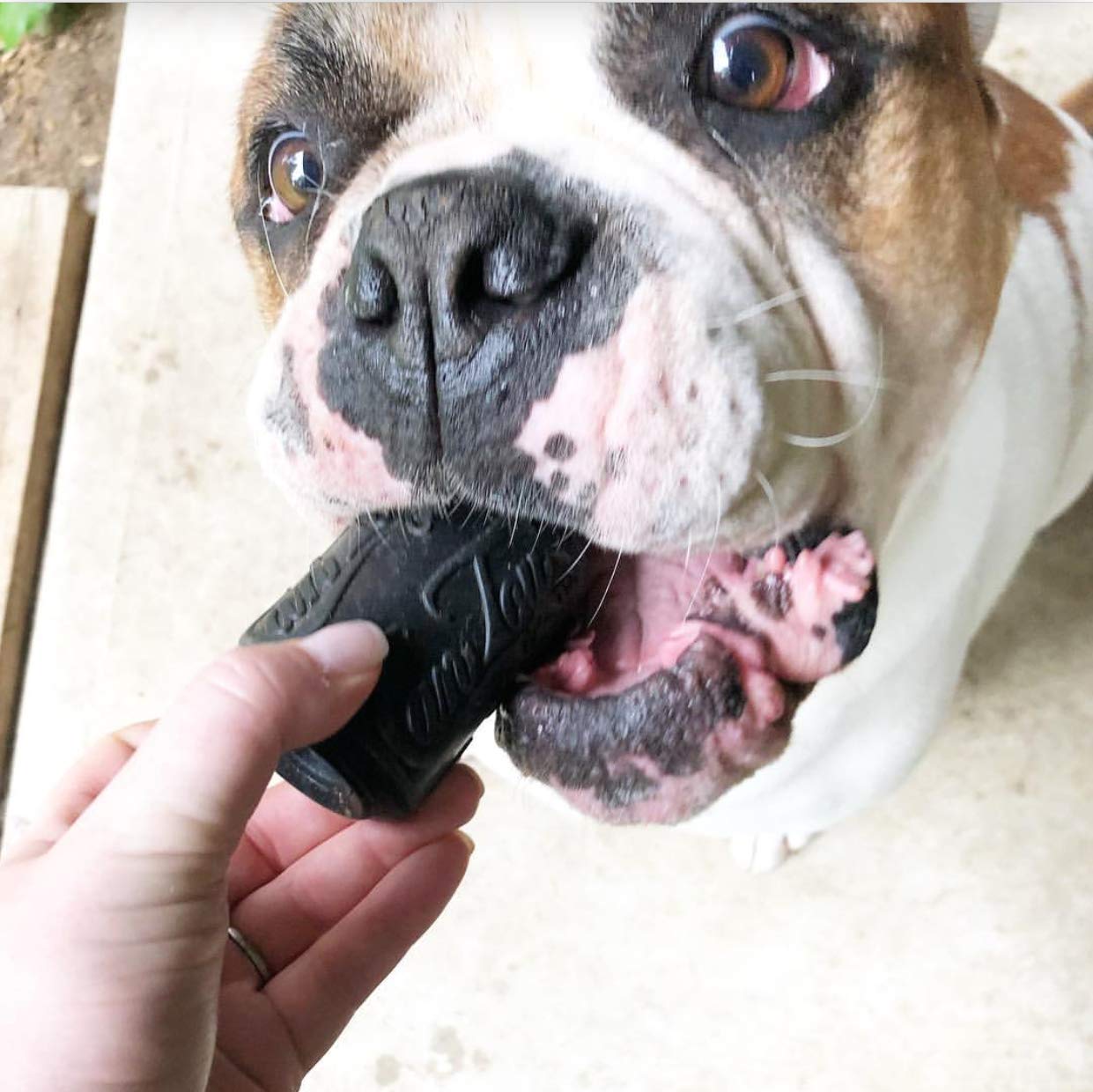SodaPup Magnum Soda Can aids teething puppies with gum massage.