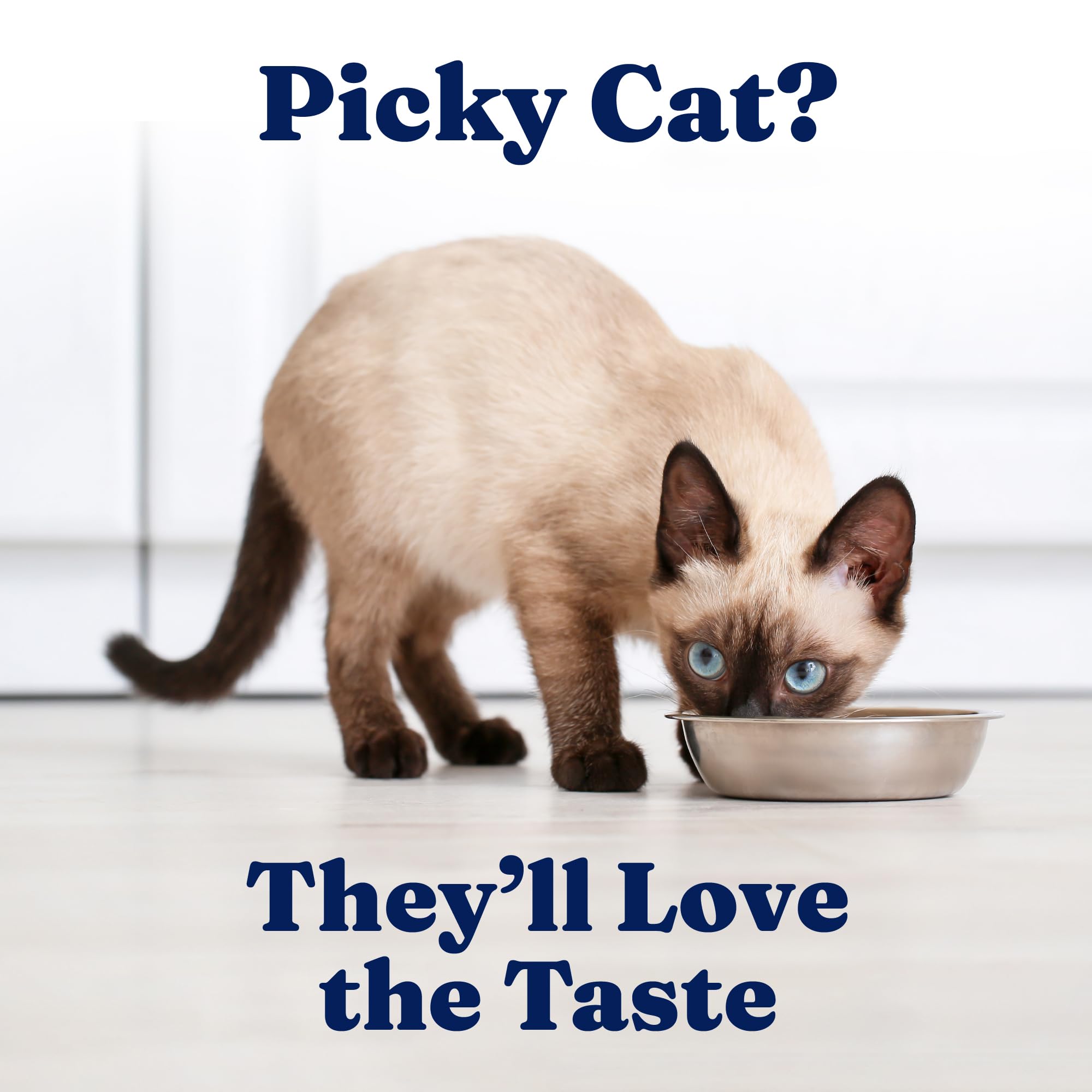 Solid Gold pate serving image shows versatile serving as a complete meal or topper