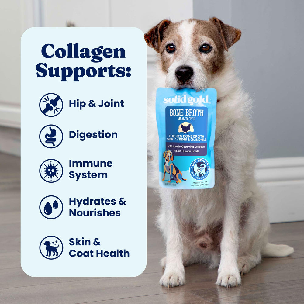 Solid Gold senior-dog bone broth supports mobility and comfort with collagen-rich goodness.