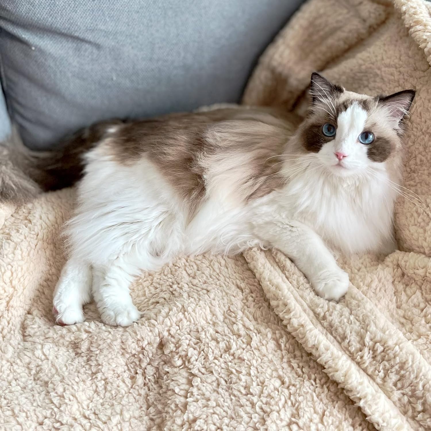 SORKUT medium 29x20 beige blanket suits dogs and cats.