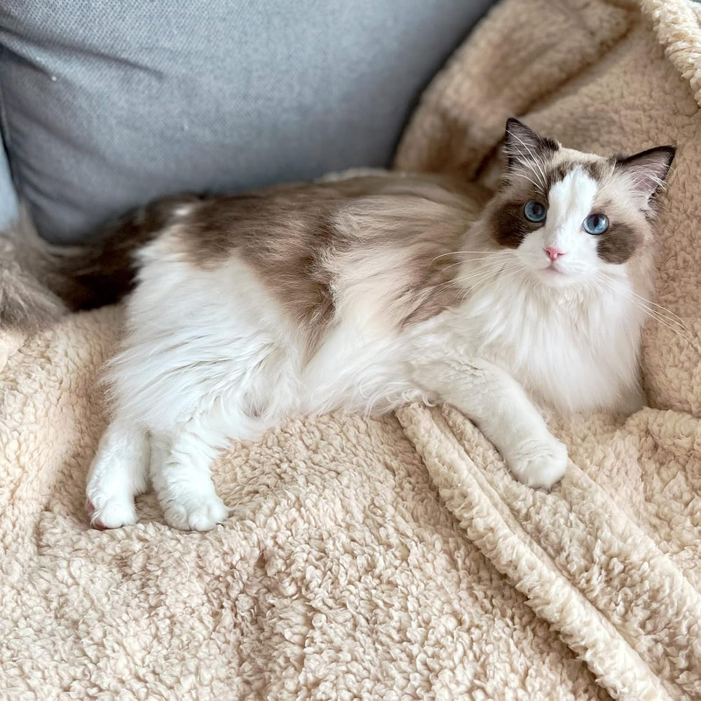 SORKUT medium 29x20 beige blanket suits dogs and cats.