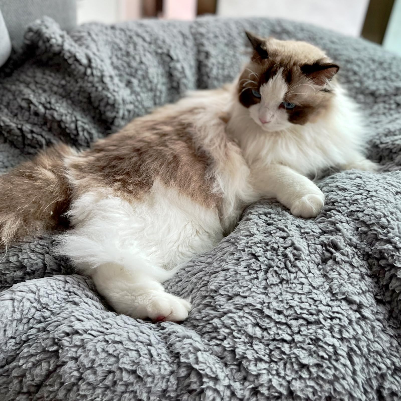 SORKUT travel-friendly pet blanket in use for car or outdoor naps.