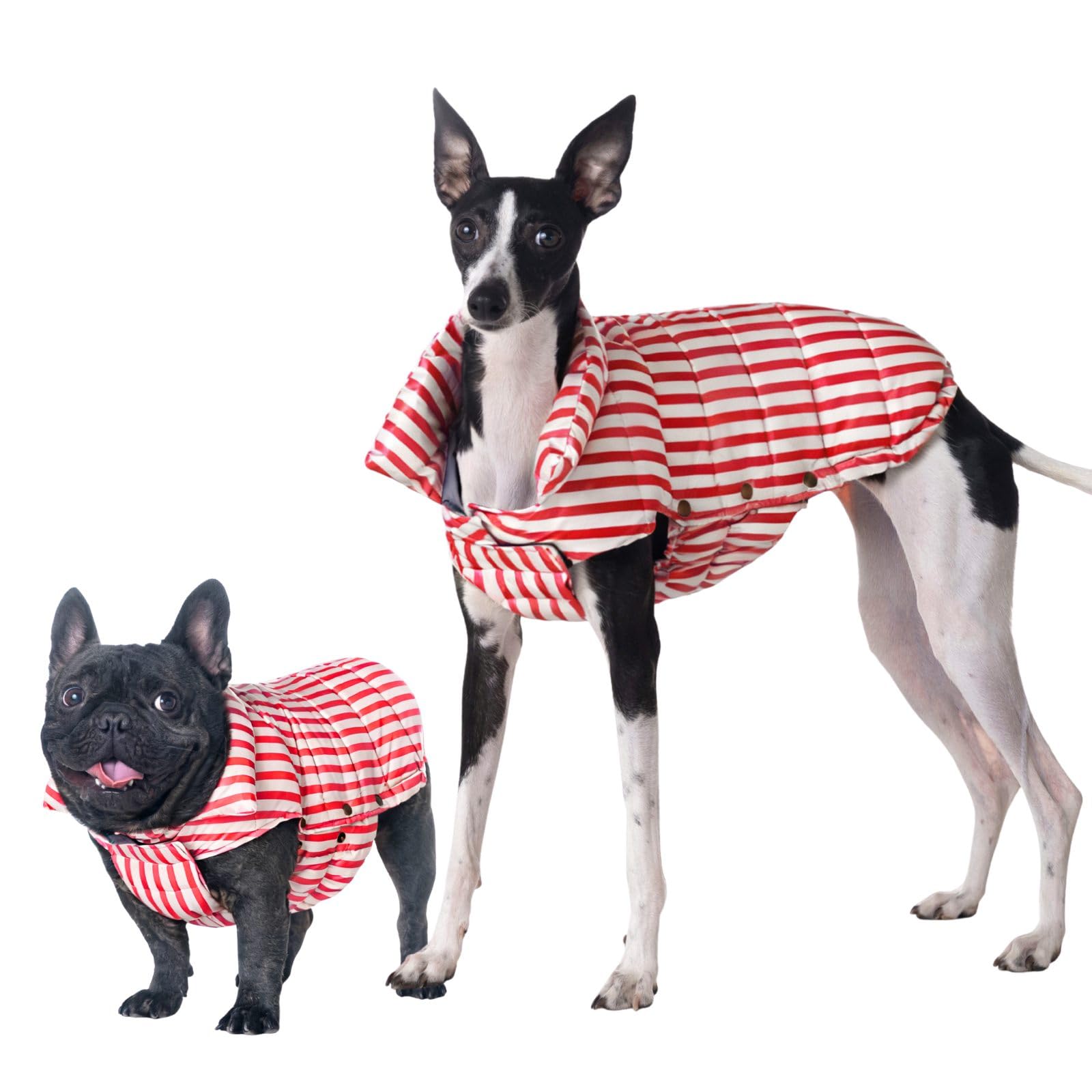SPACE LION dog puffer jacket front view redstripe warmth during walks