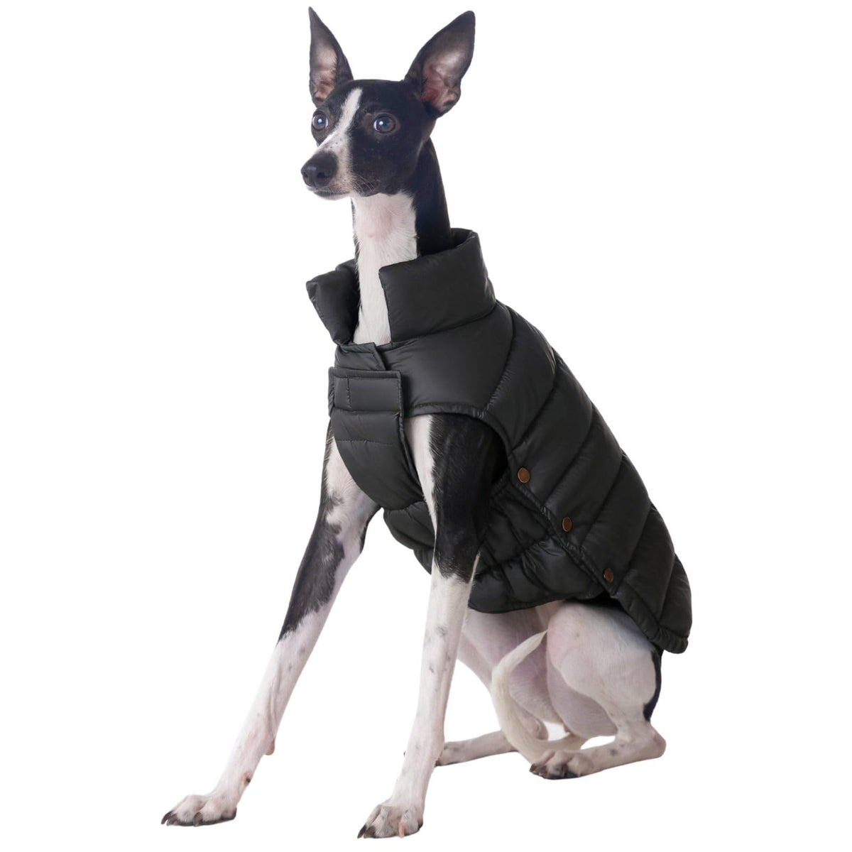 SPACE LION dog puffer jacket front view—warm and windproof for cold walks.