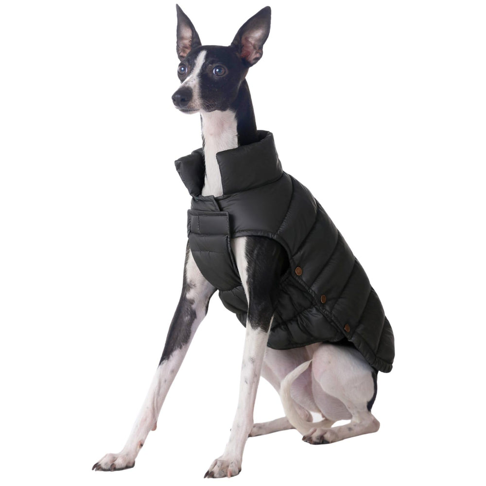 SPACE LION dog puffer jacket outer view shows windproof warmth for outdoor walks.