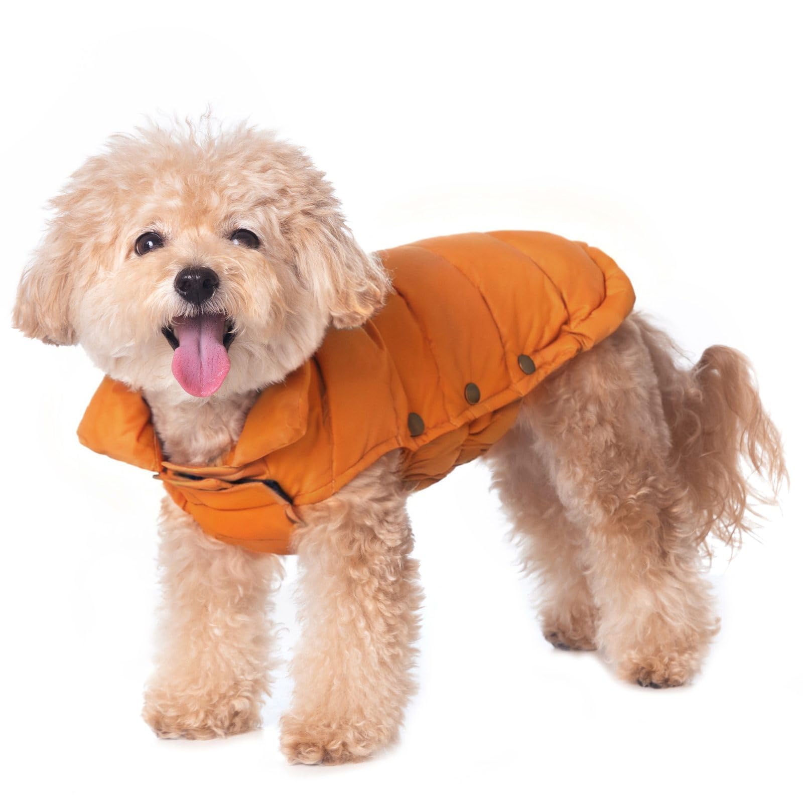 SPACE LION dog puffer jacket packaging shows gift-ready box