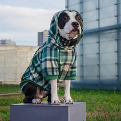 Spark Paws dog hoodie broad-chest fit on a French Bulldog