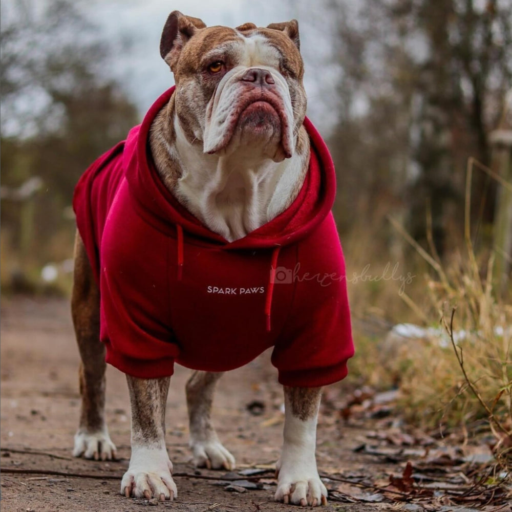 Spark Paws hoodie with leash opening for easy harness attachment