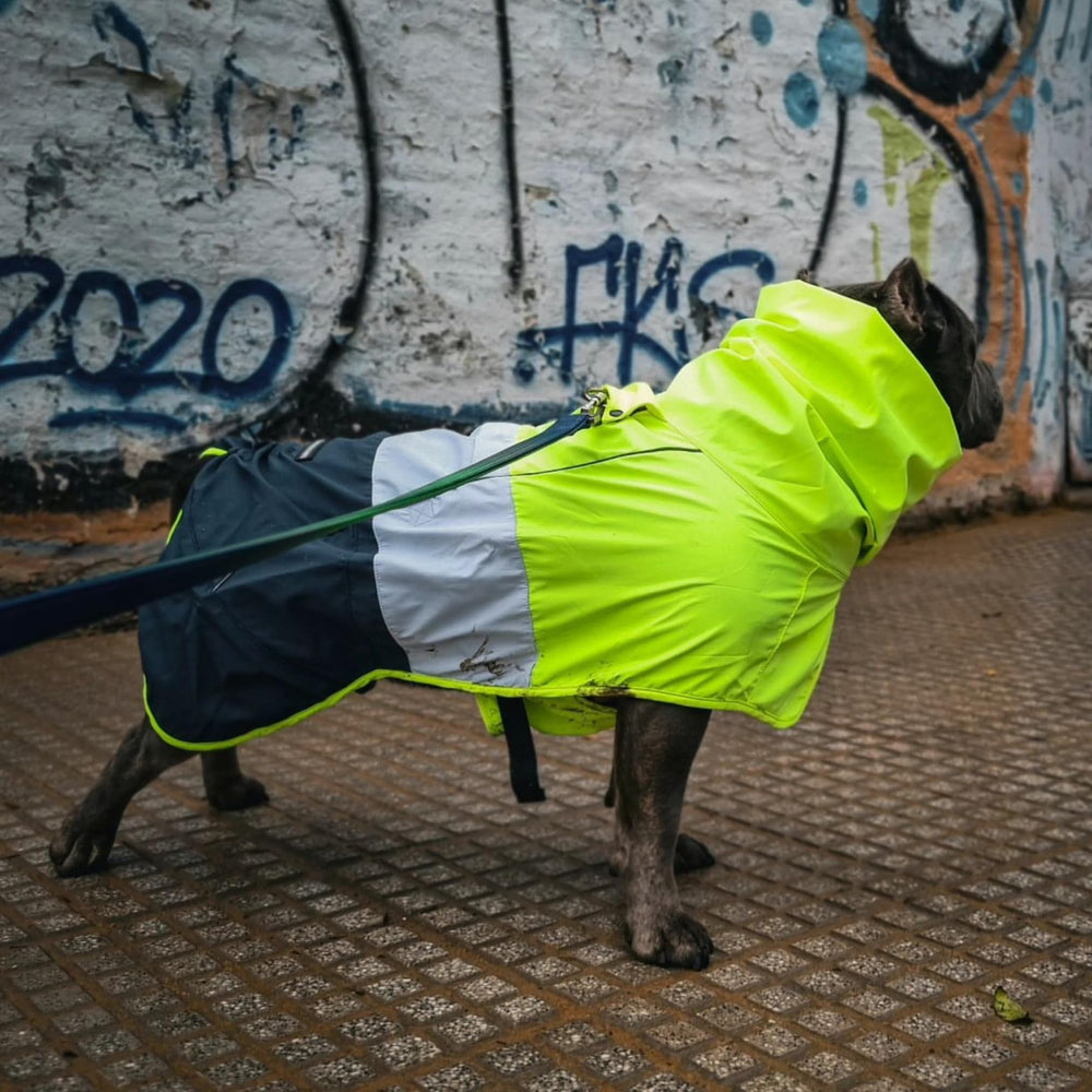 Spark Paws dog raincoat reflective strips improve nighttime visibility.