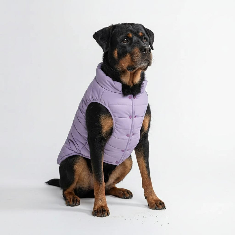Spark Paws dog winter jacket lilac front view highlights cozy warmth for cold walks.