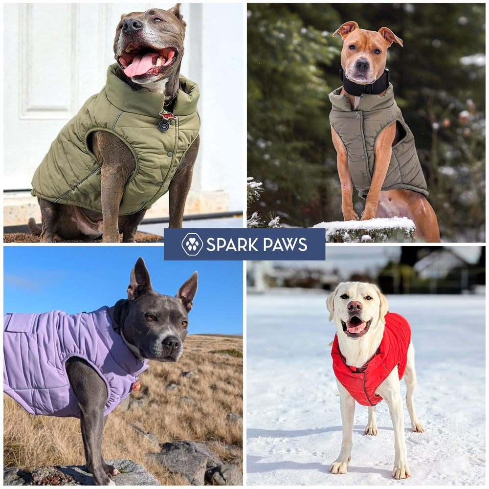 Spark Paws dog winter outerwear keeps your dog cozy during chilly walks.
