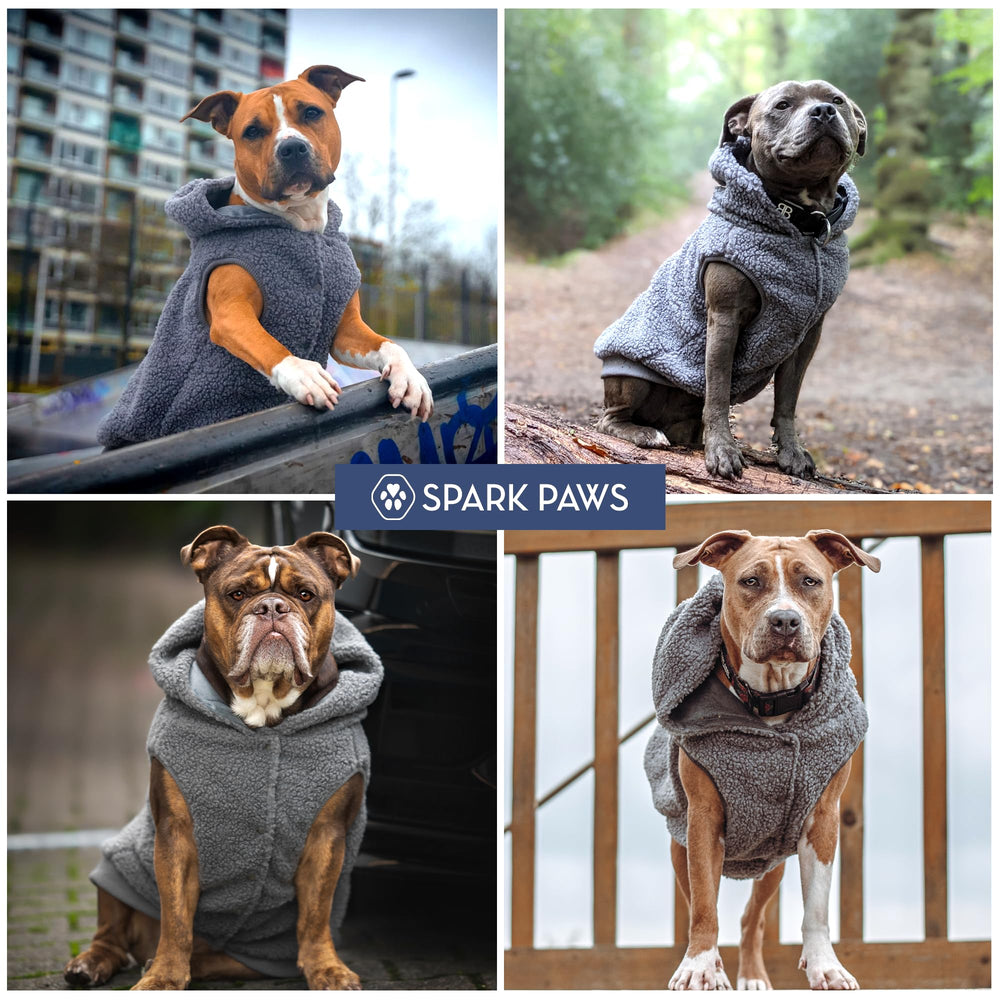 Spark Paws grey dog jacket on dog showcases versatile cold-weather outerwear.