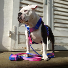 Spark Paws leash alloy-locking-hook ensures secure attachment during active play.
