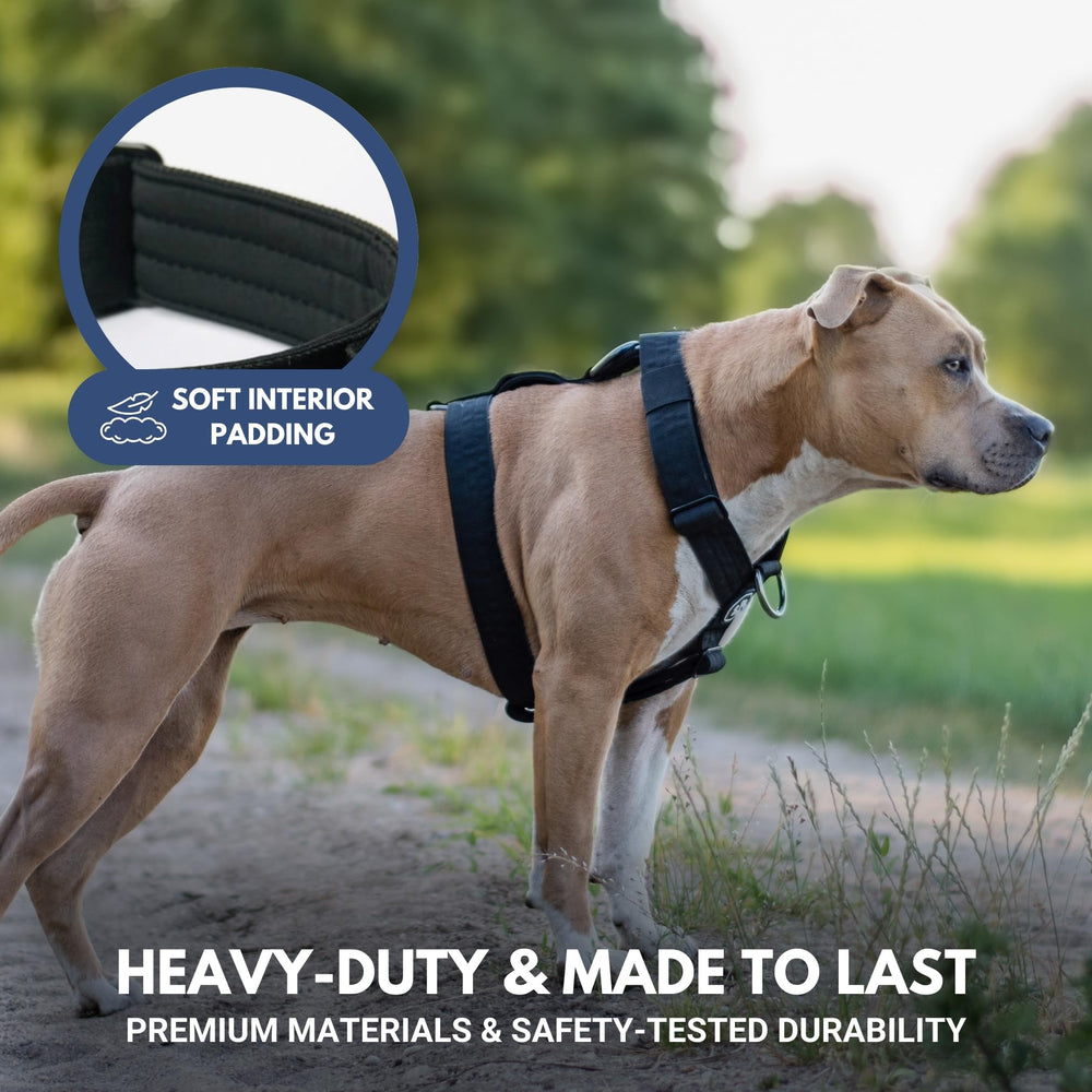 Spark Paws front D-ring and triple-stitch design enable secure, controlled walks.