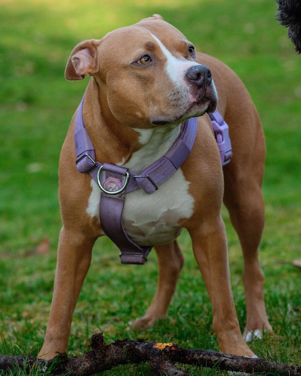 Spark Paws No Pull harness with neoprene lining for cooling comfort during walks.