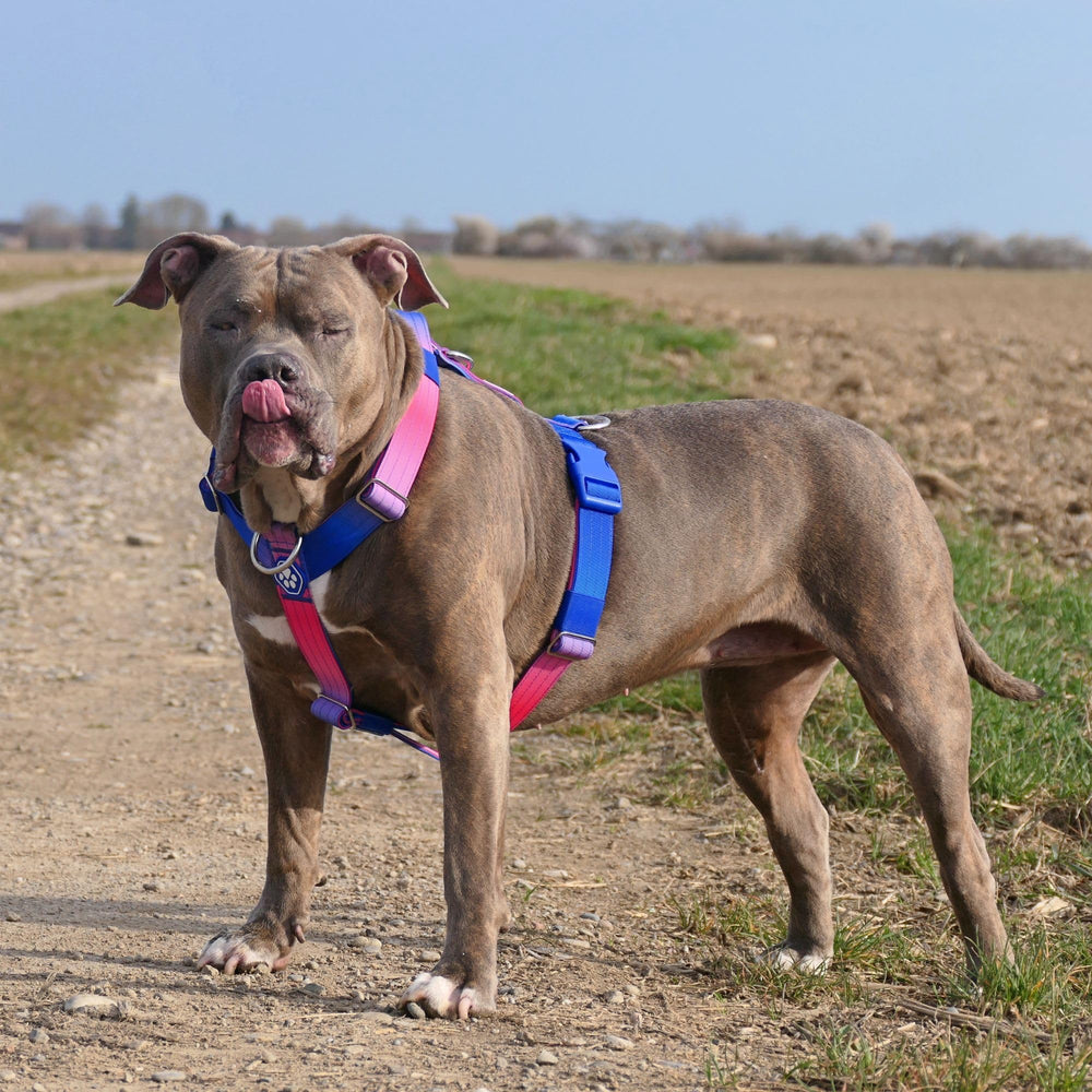 Spark Paws No Pull Harness Snow Cone durable-nylon image conveys rugged reliability for big breeds