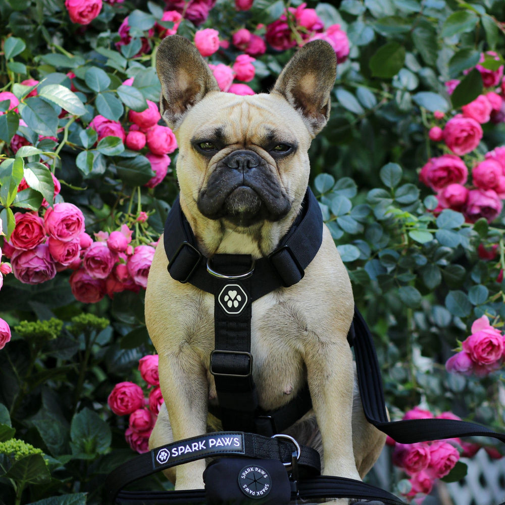 Spark Paws neoprene padding closeup emphasizes comfort on long walks.