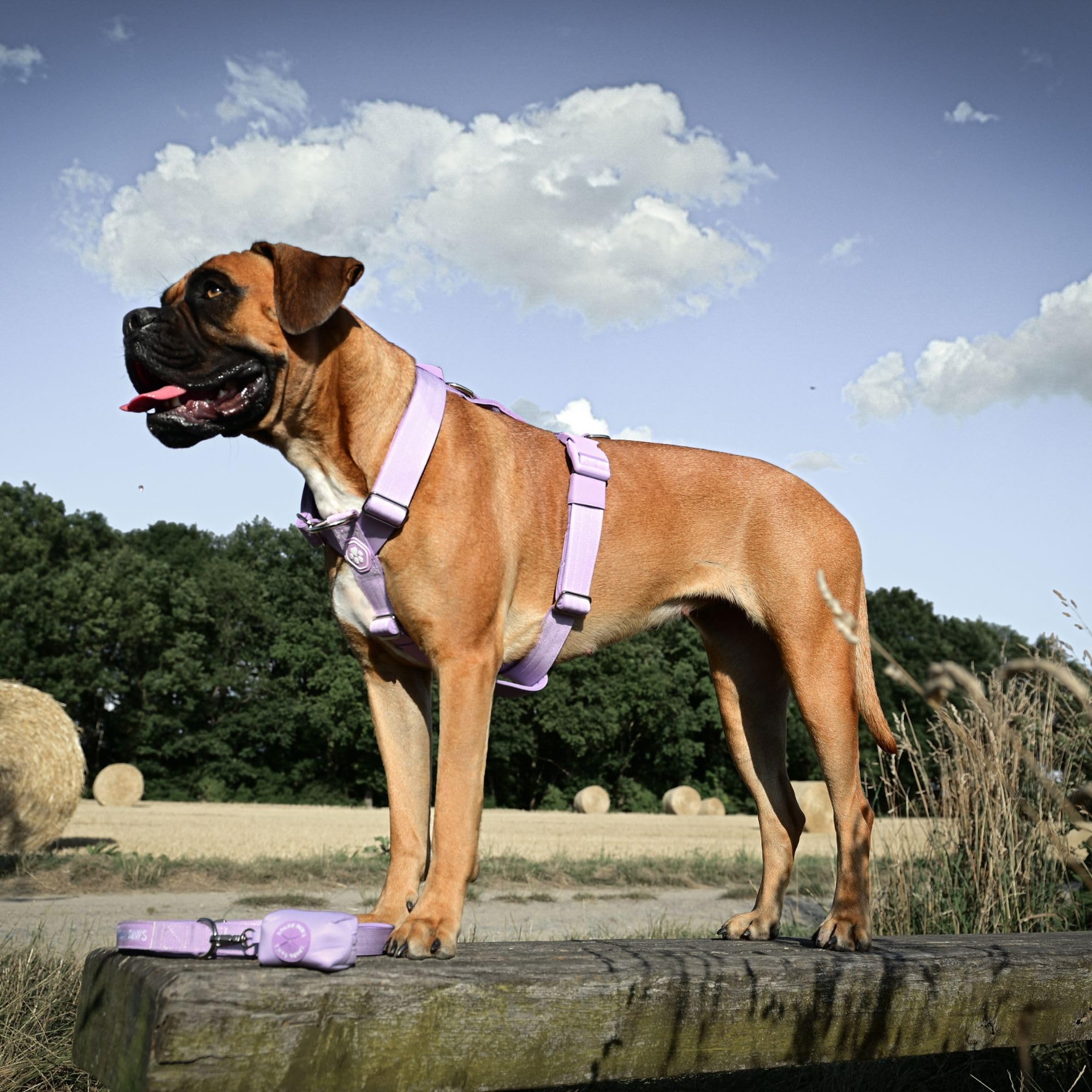 Spark Paws No Pull Harness purple on a dog during a relaxed walk