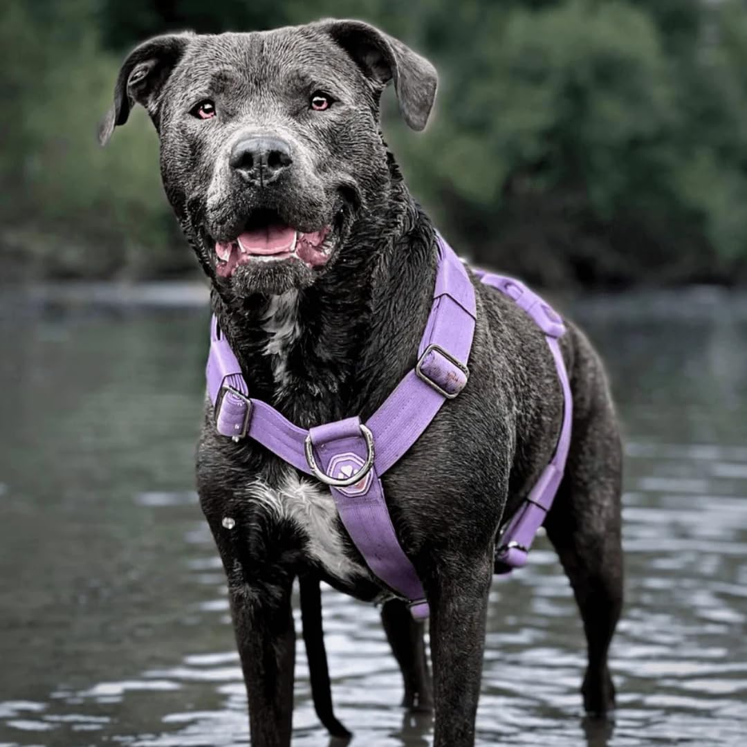 Spark Paws No Pull Harness purple small padded neoprene reduces chafing