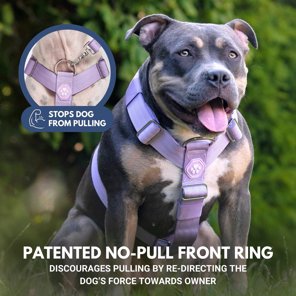 Spark Paws No Pull Harness triple-stitched buckles close-up for durability