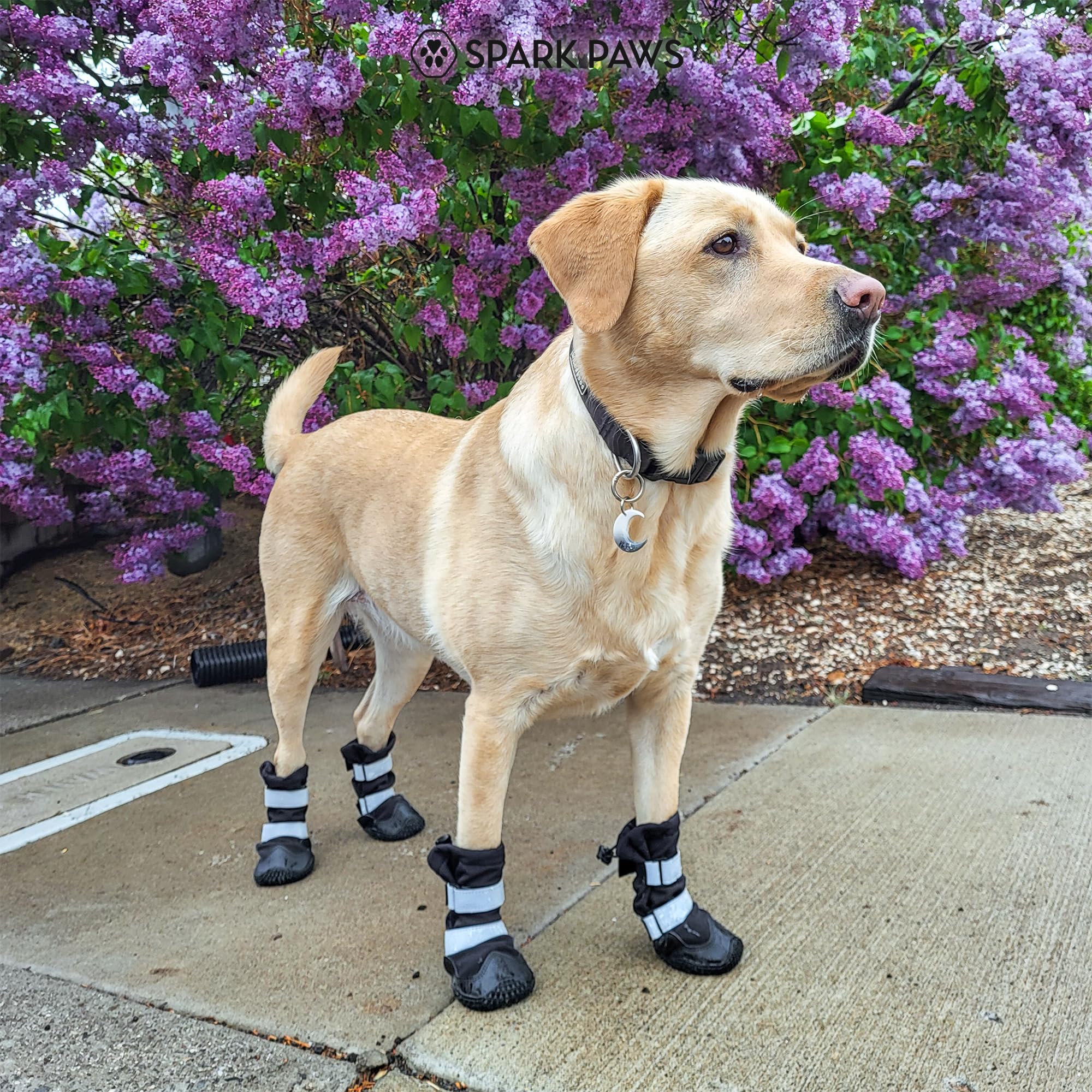 Spark Paws packaging image highlights a 4-pack hiking boot set ready for adventures.
