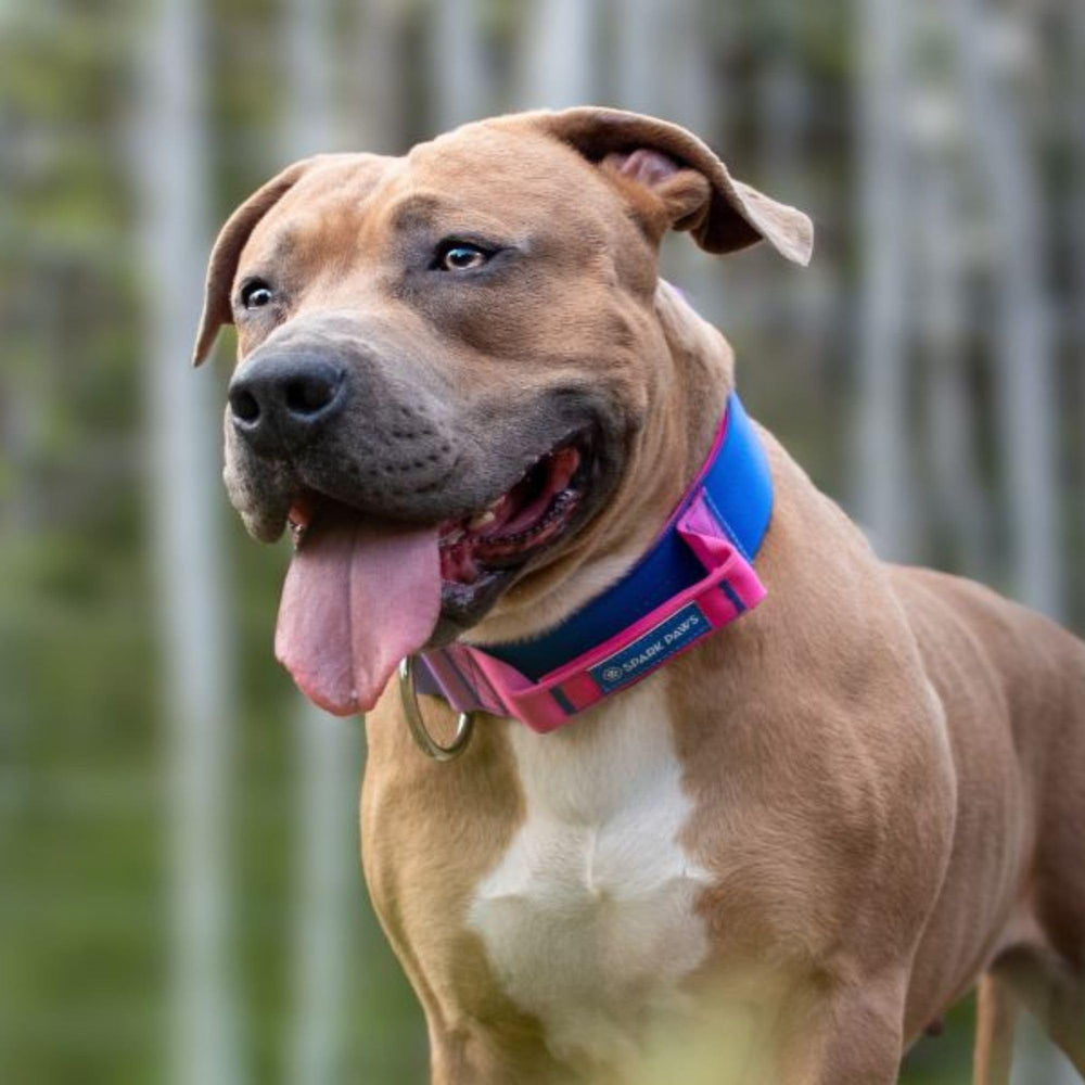 Spark Paws Tactical collar snow-cone color on a mid-size dog for everyday adventures.
