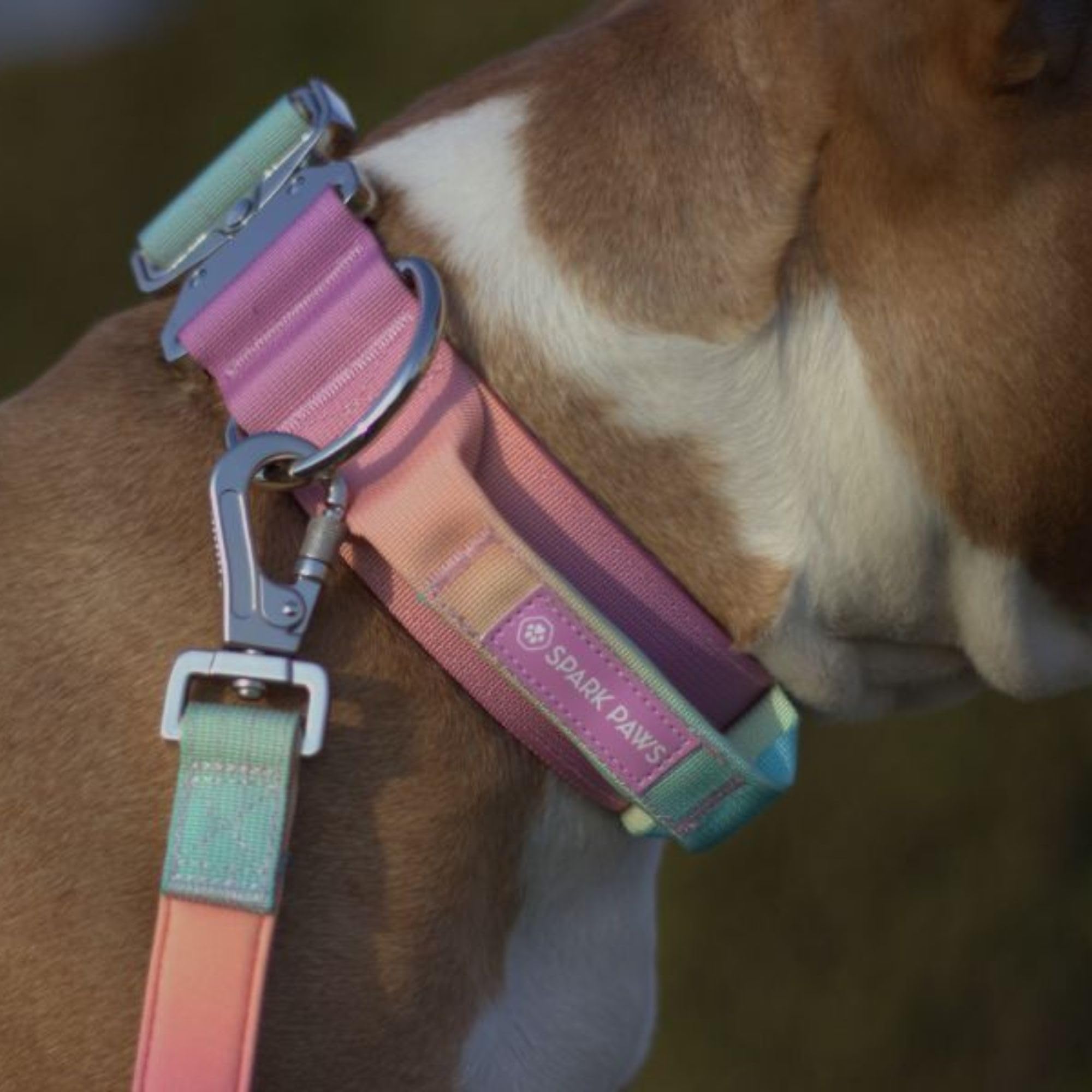 Spark Paws Tactical Dog Collar in-action during training session.