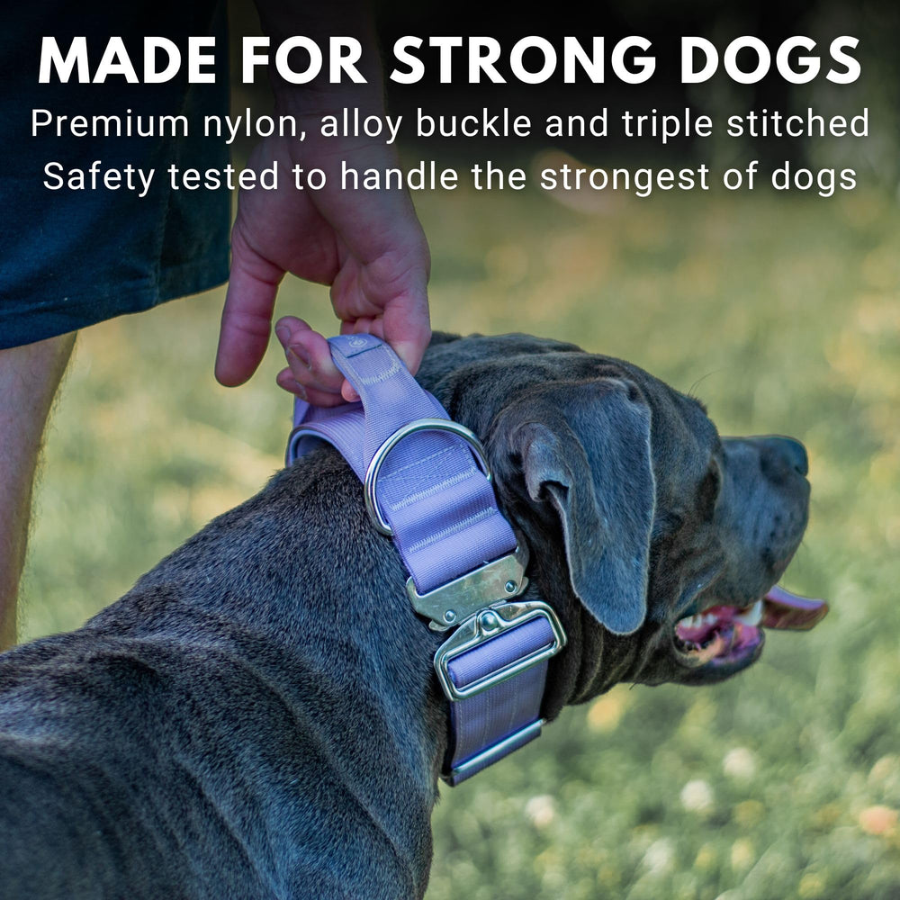 Spark Paws Tactical Dog Collar purple outdoor-ready design suits active dogs.