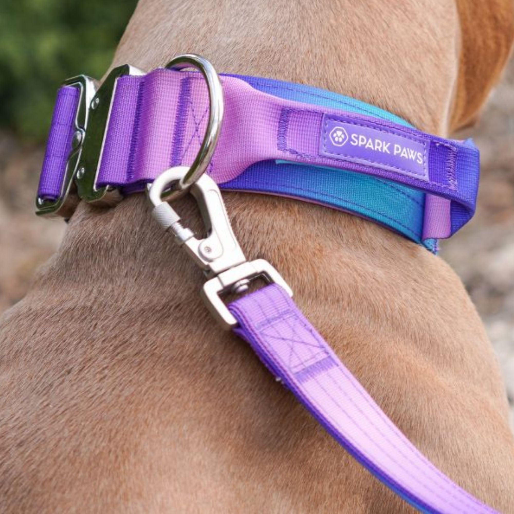 Spark Paws Tactical Dog Collar worn on a medium dog, secure fit demonstrated