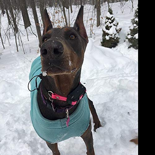 Sparky Pet Co easy-cleaning strap demonstrates quick maintenance after outdoor adventures.