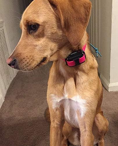 Sparky Pet Co easy-trim-8inch-end simplifies length tuning for perfect buckle.