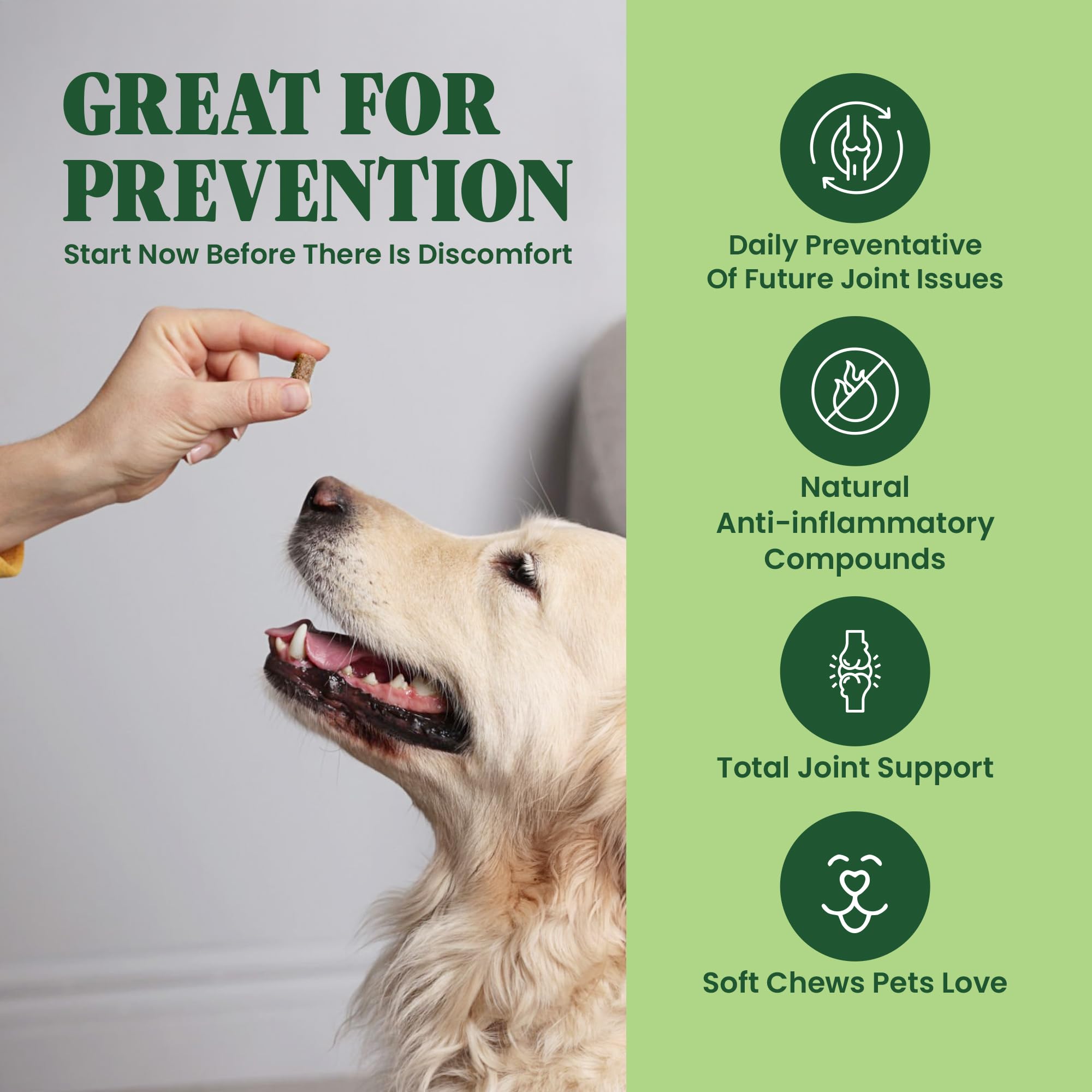Special Breed Green Lipped Mussel chews dog enjoying play, suggesting flexible joints.