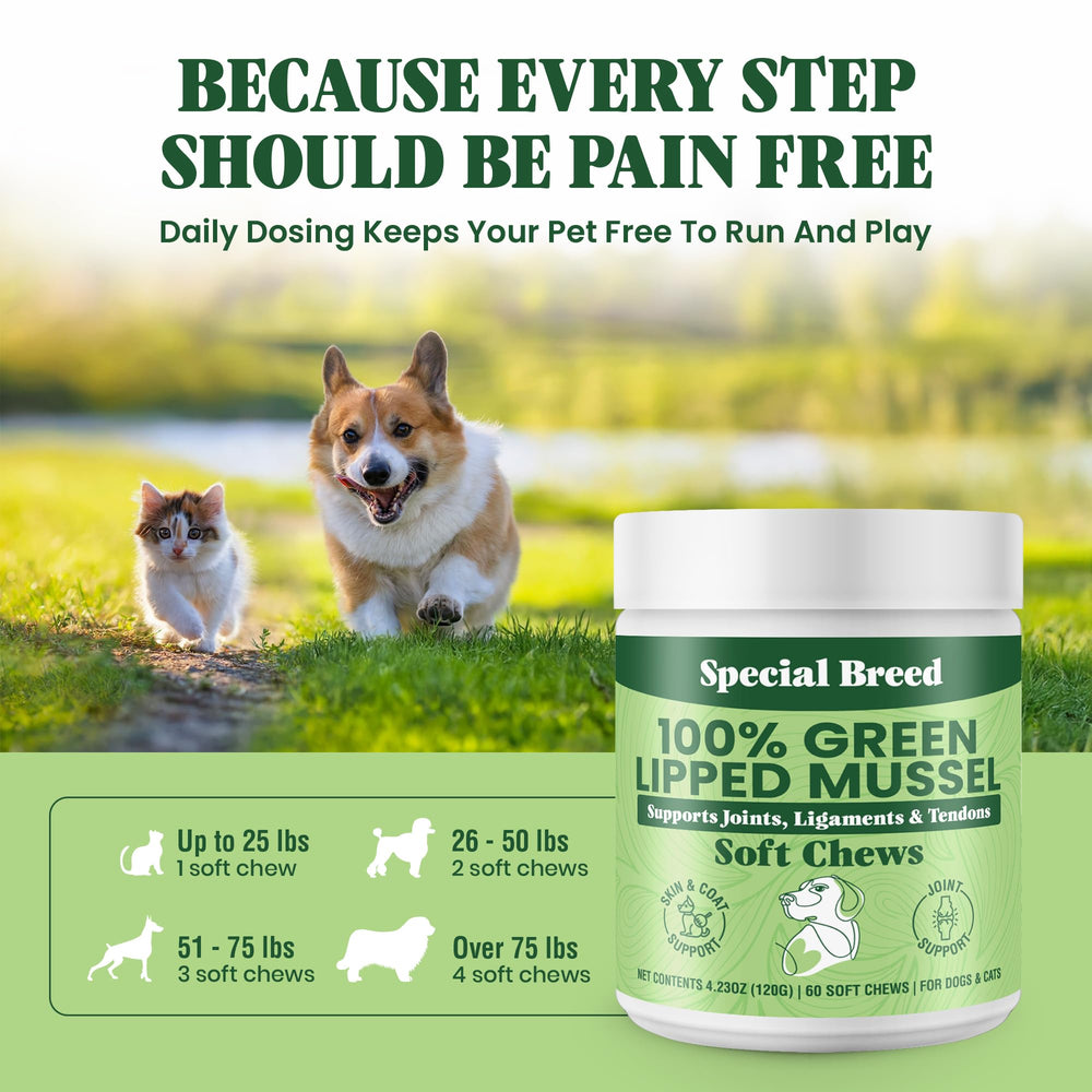 Special Breed Green Lipped Mussel chews packaging highlighting 60 daily joint-support treats.