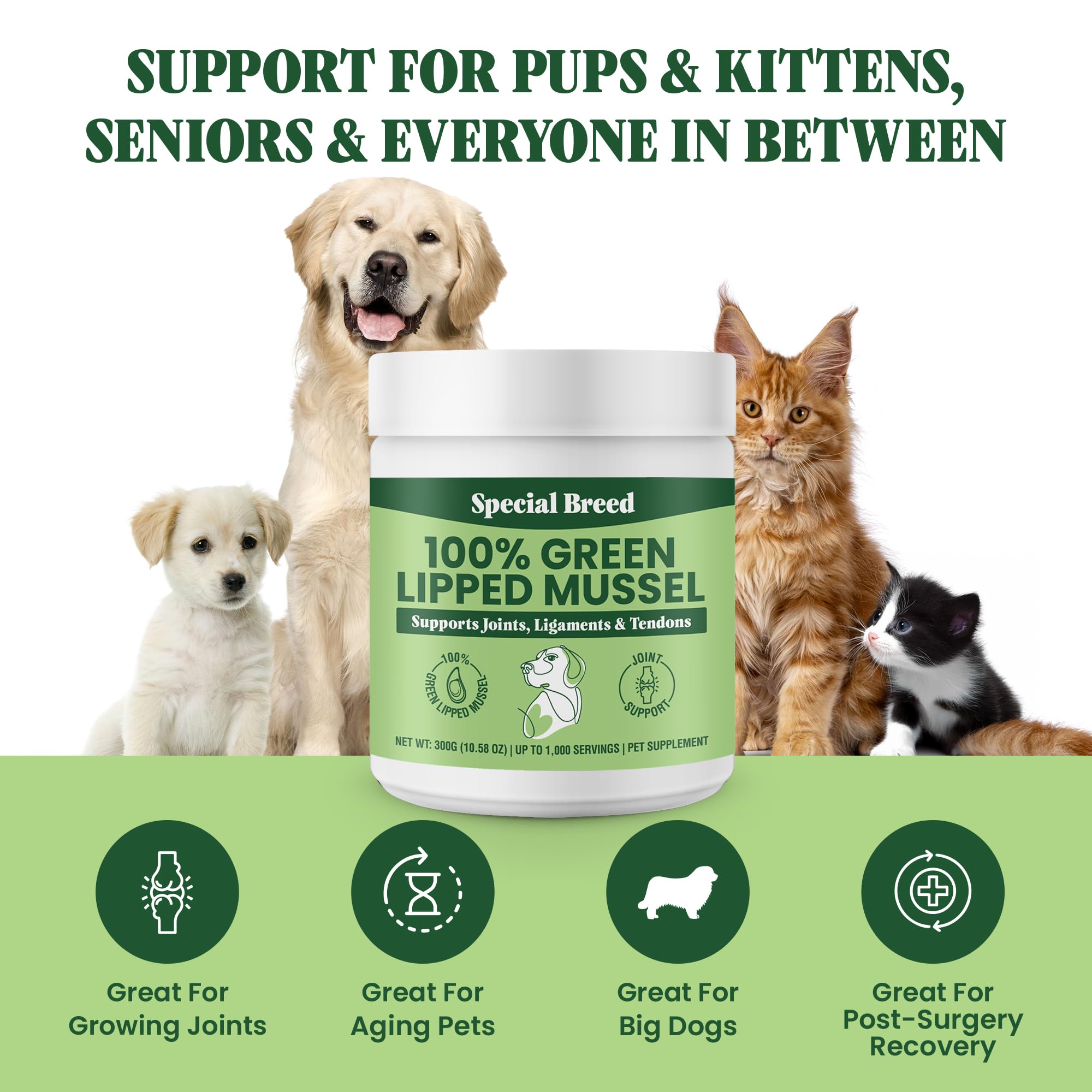 Special Breed Green Lipped Mussel Powder cat serving promotes feline joint wellness and mobility