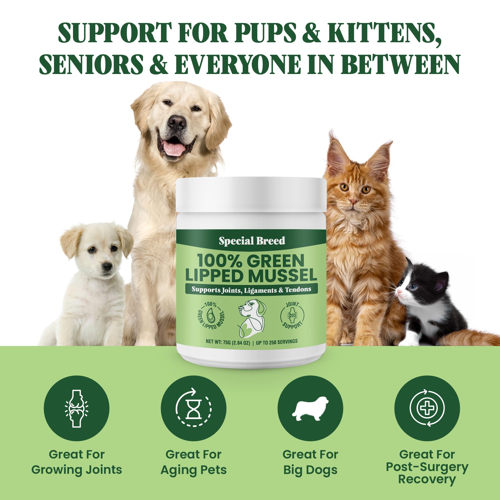 Special Breed Green Lipped Mussel Powder dog-serving scene demonstrates easy mixing into kibble.