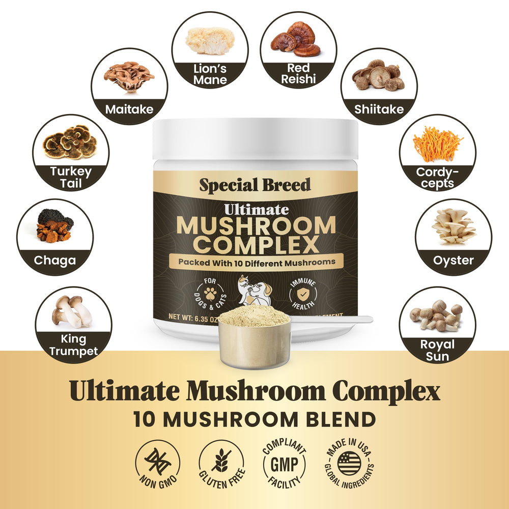 Special Breed mushroom powder in dog food bowl highlights immune support potential.