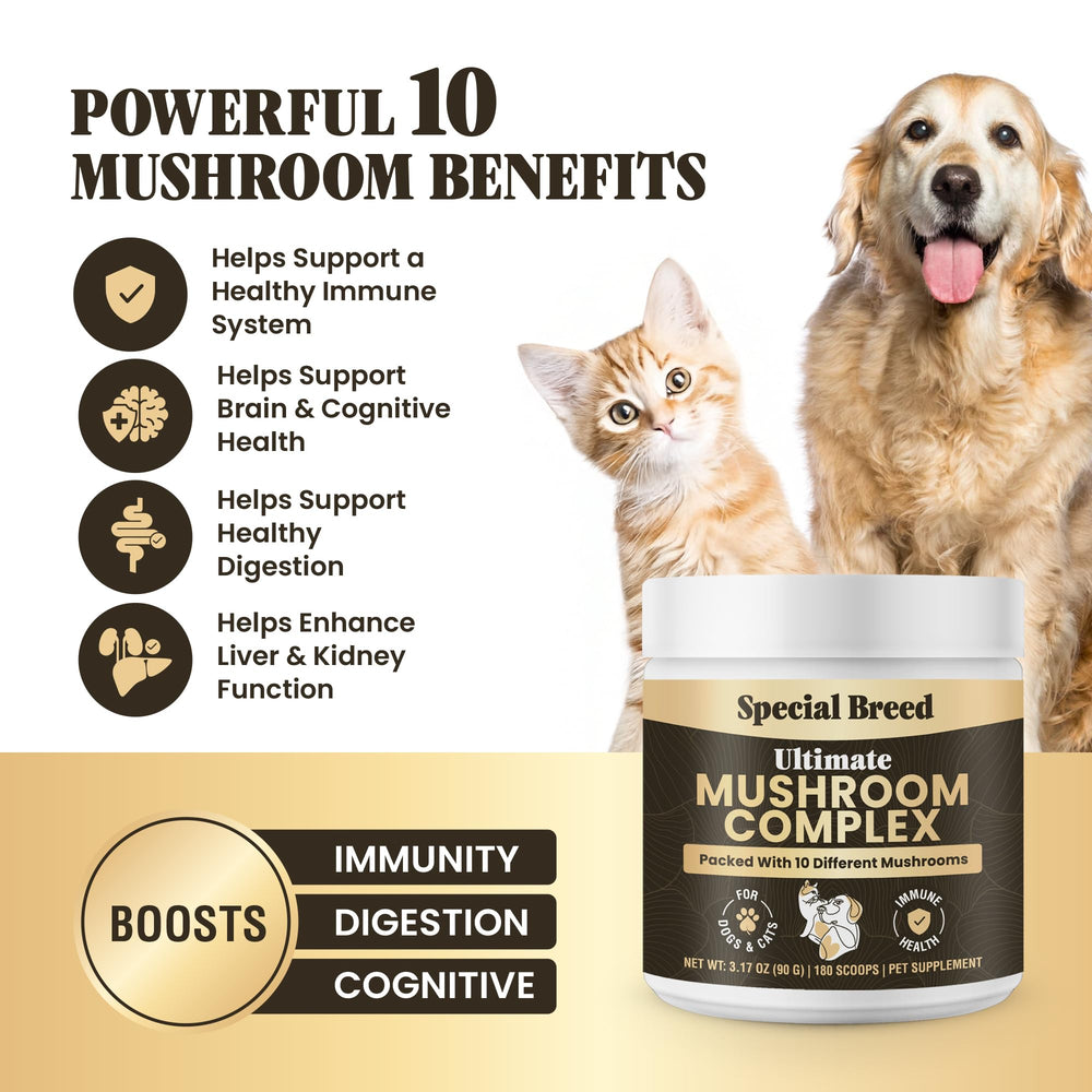 Special Breed mushroom powder pour demonstrates easy mixing into meals