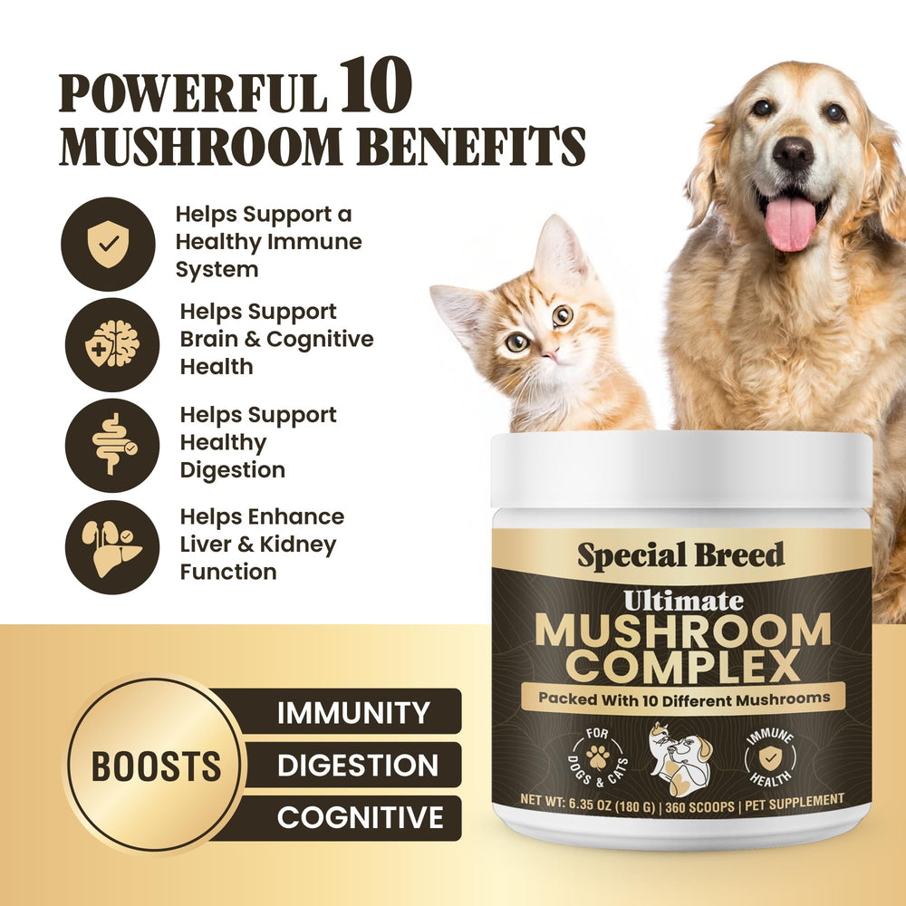 Special Breed mushroom powder scoop demonstrates convenient daily dosage for dogs and cats.