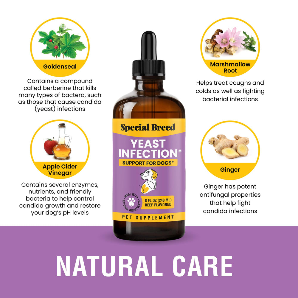 Special Breed yeast infection treatment for dogs ear-drops being applied for ear care.