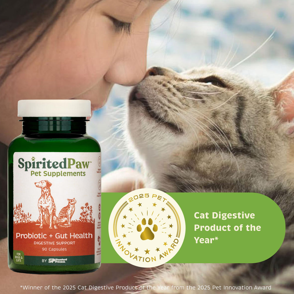 Spirited Paw pet health routine image suggesting daily gut wellness.