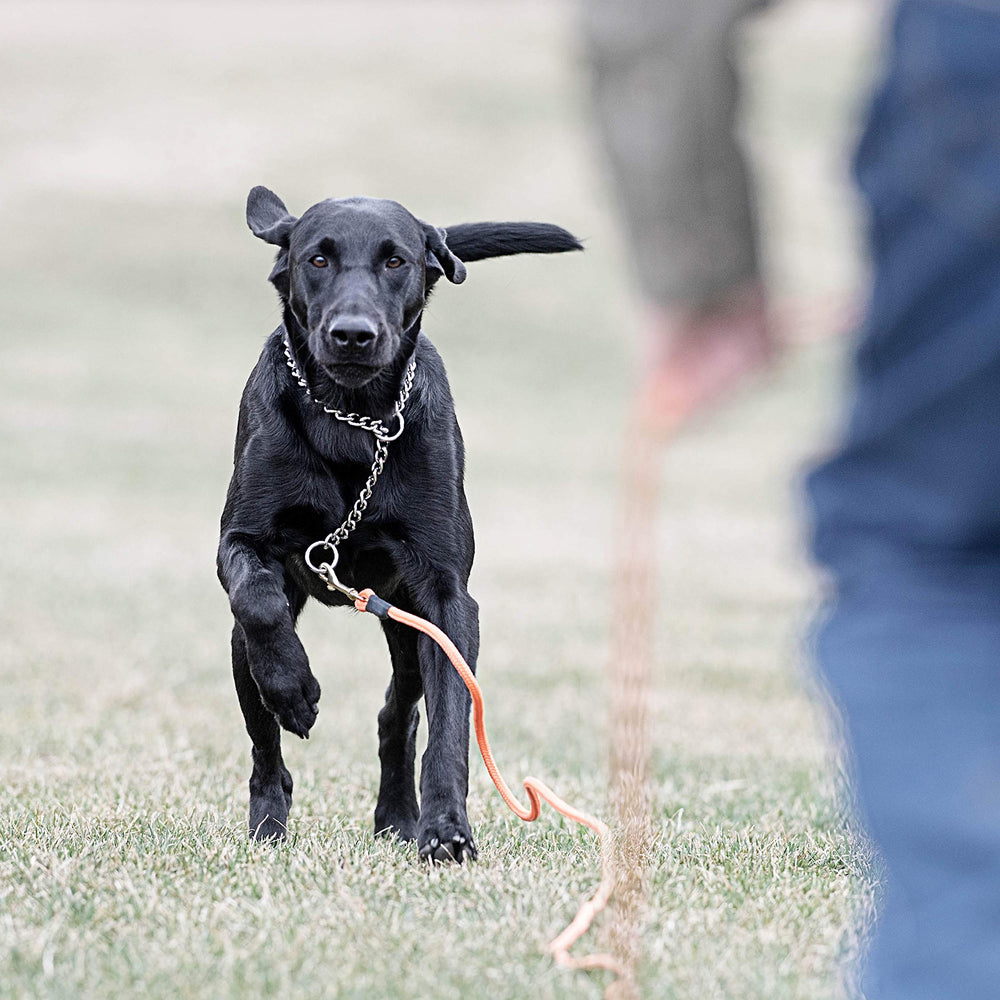 SportDOG lightweight field-training cord enables comfortable handling.