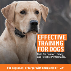 SportDOG SportTrainer receiver collar on dog demonstrates durable contact and control.