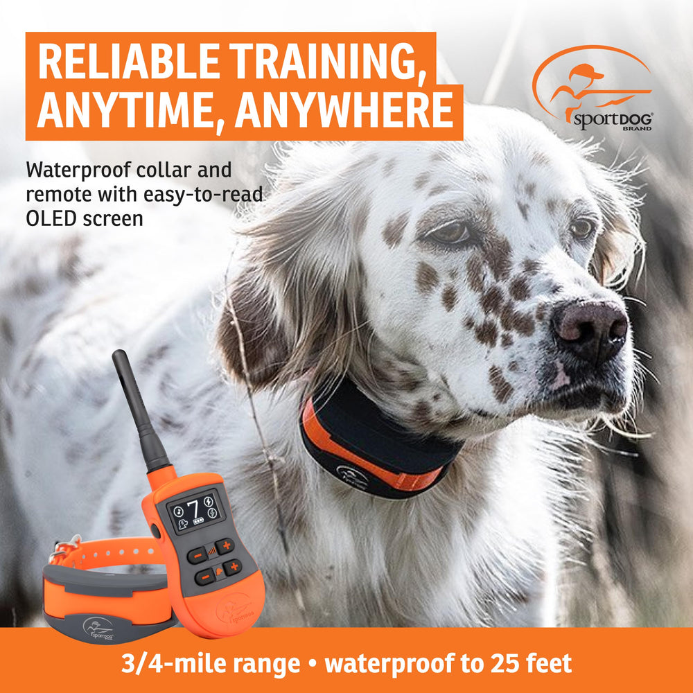SportDOG SportTrainer receiver on dog for off leash training