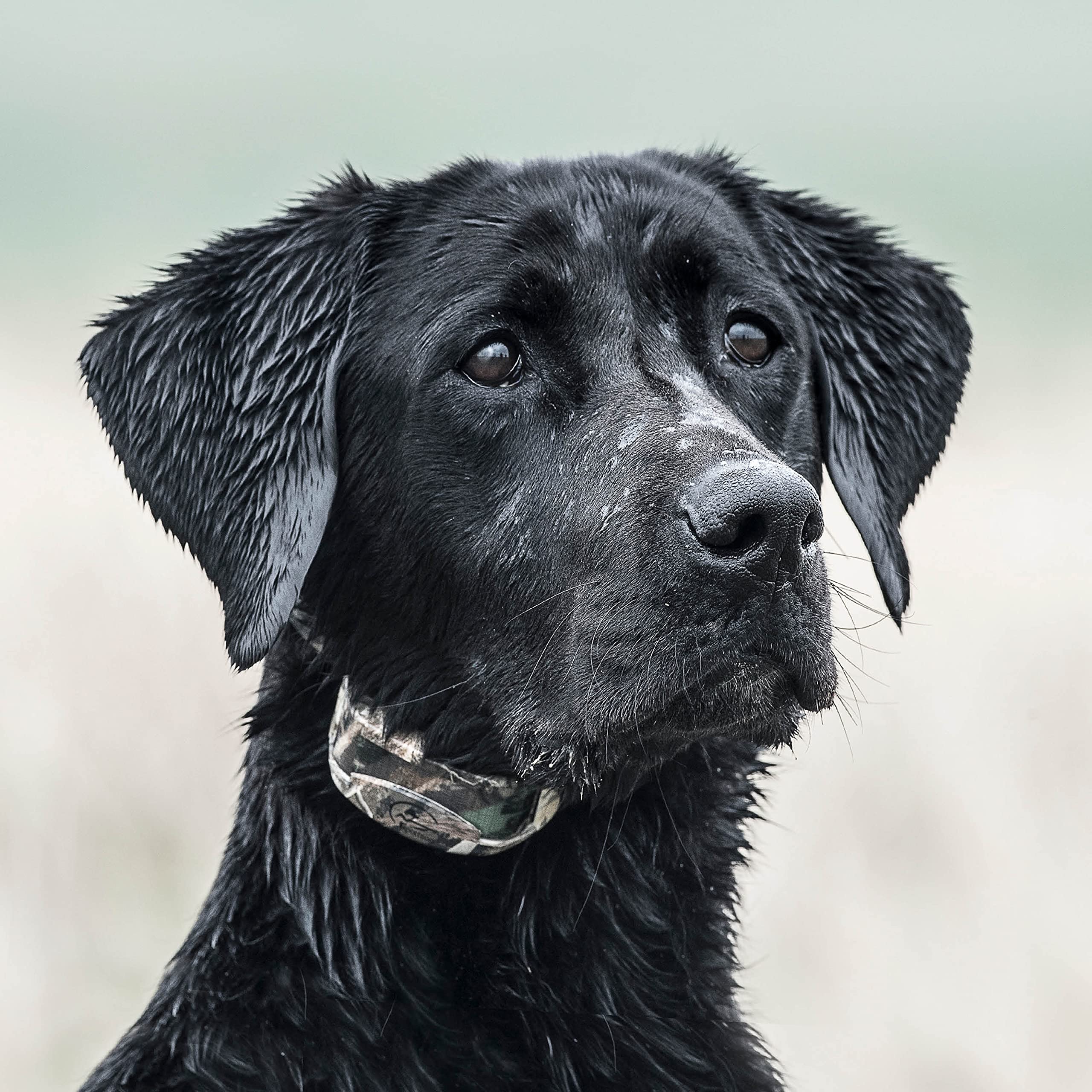 SportDOG WetlandHunter 425X field-ready setup in wet conditions