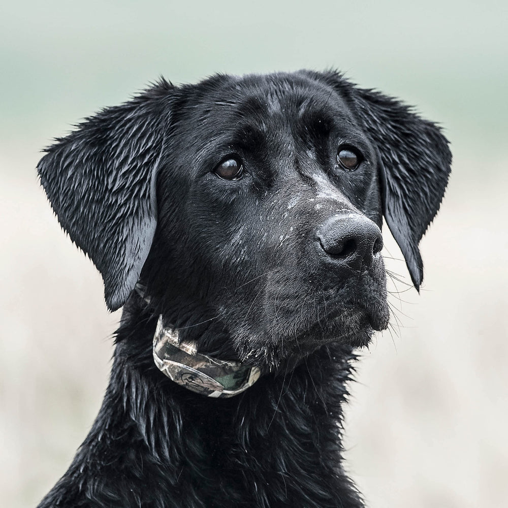SportDOG WetlandHunter 425X field-ready setup in wet conditions