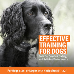 SportDOG YardTrainer 100S collar on a dog for 8 pounds and up.