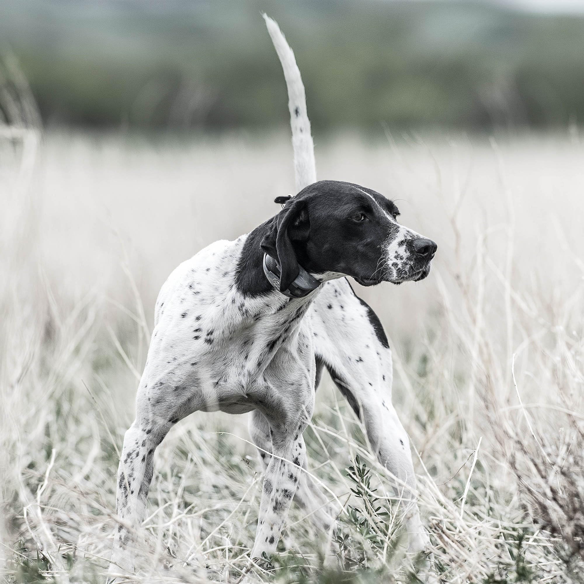 SportDOG YardTrainer neck-size-5-22-inches illustrates versatile fit for many breeds.