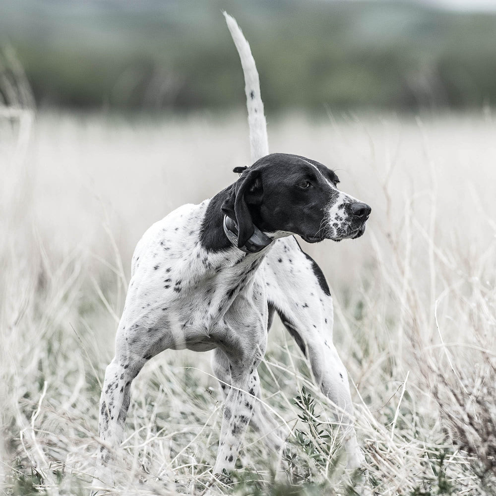 SportDOG YardTrainer neck-size-5-22-inches illustrates versatile fit for many breeds.