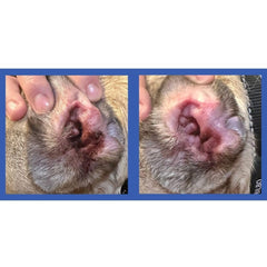 Squishface: dedo con toallita limpiando oreja de perro de forma suave.