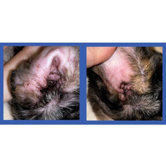 Squishface: ingrediente PHYTOSPHINGOSINE, ceramida para la piel sin irritación.